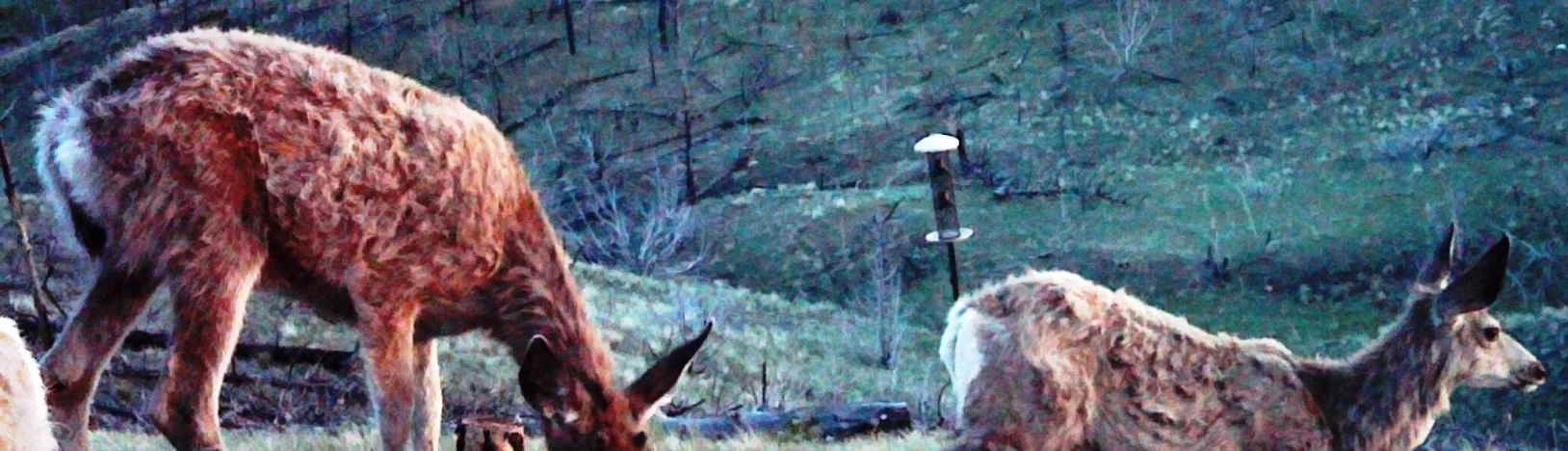 2013-05-24 - Deer on SR #2 - May 2013.jpg