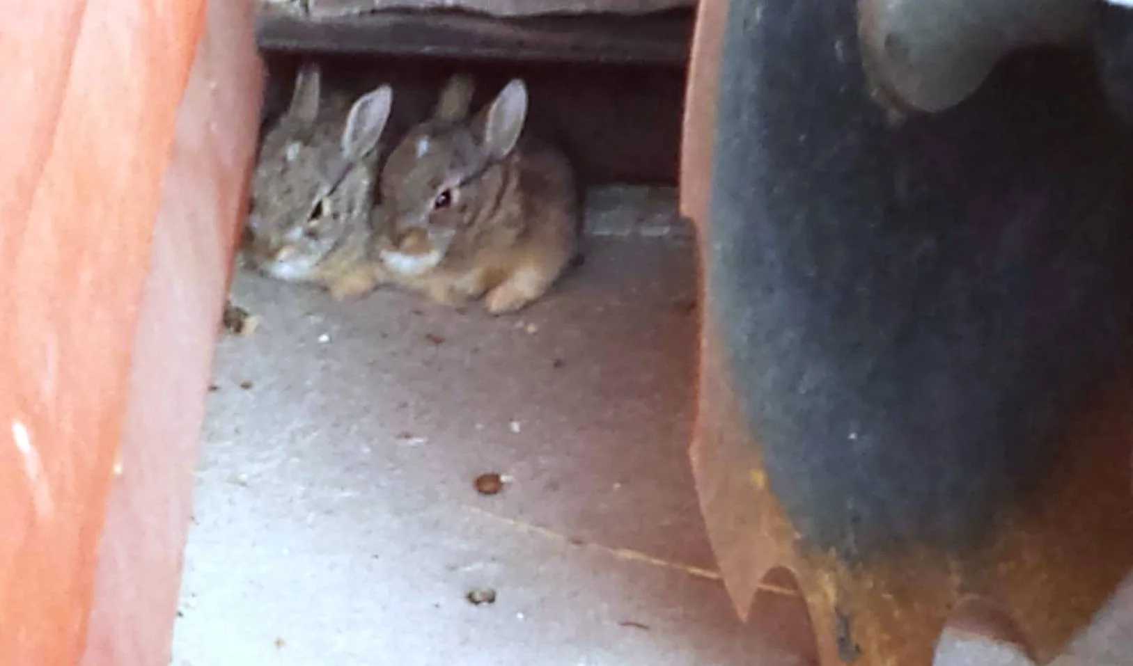 2015-06-14 - Baby Rabbits by the Plowing Disc at SR1.jpg