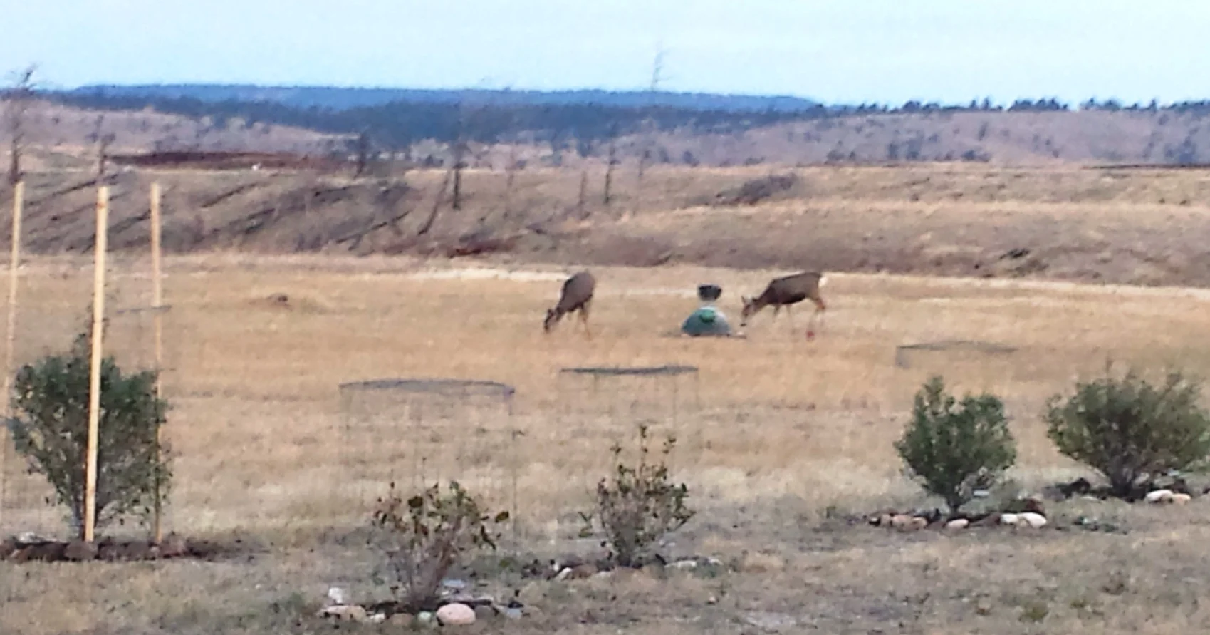 SR1 - Deer on SR1 - October 2015.jpeg