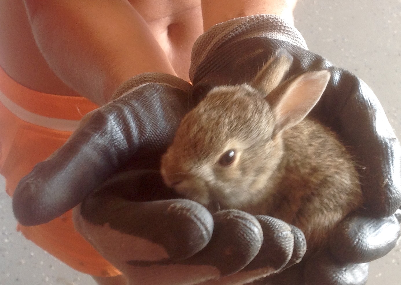Bunny on SR1