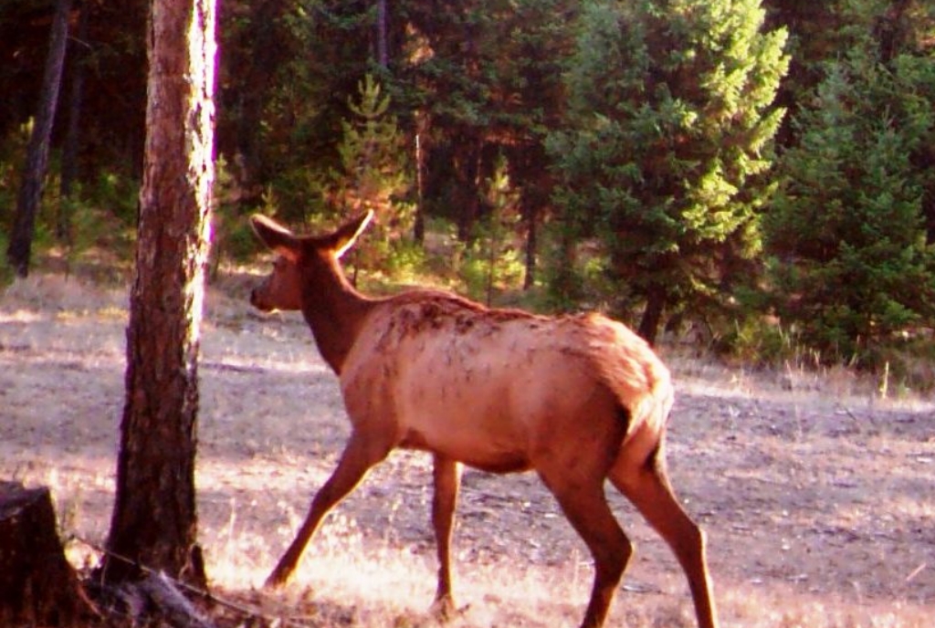 2015-10-15 - Elk on west side SR 2.0