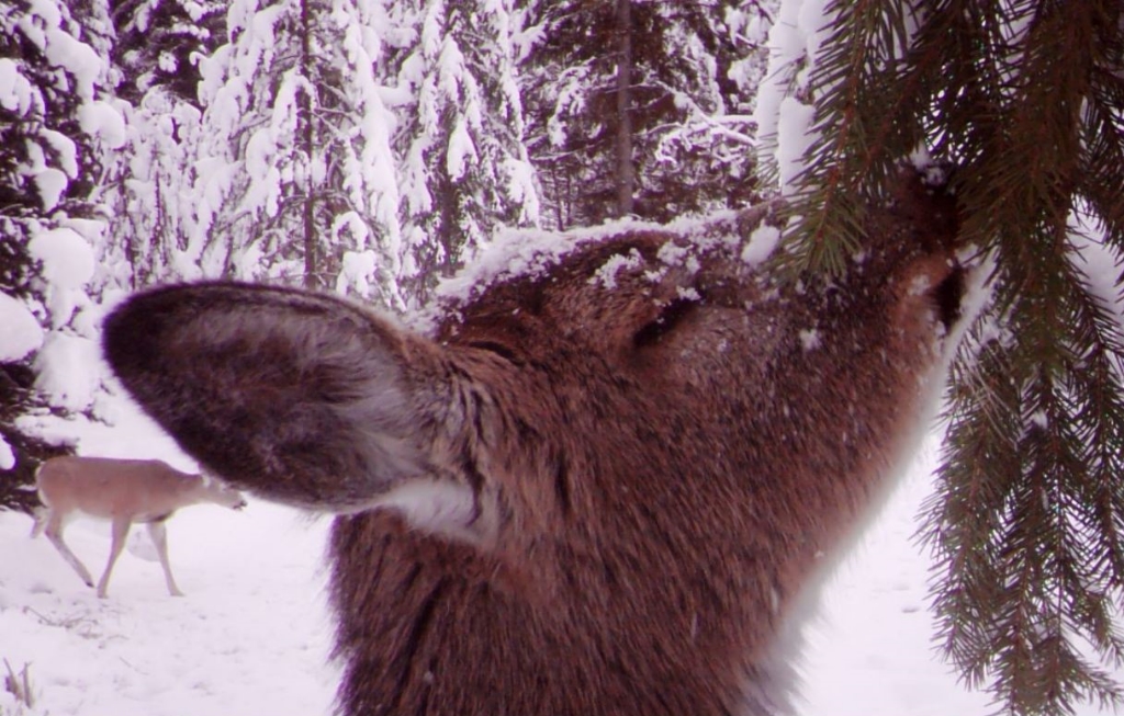 2015-12-29 - Cute Deer in front of Wildlife Camera at SR 2.0