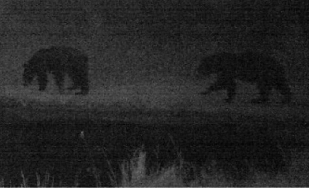 2015-08-08 - 2 Black Bears at Night near SR 2.0 Pond