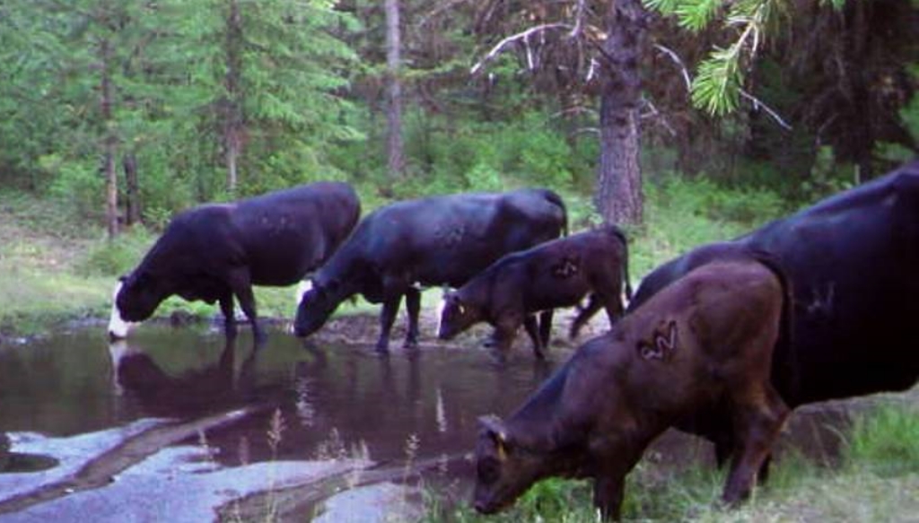 2015-07-08 - Cows watering at the SR 2.0 Pond