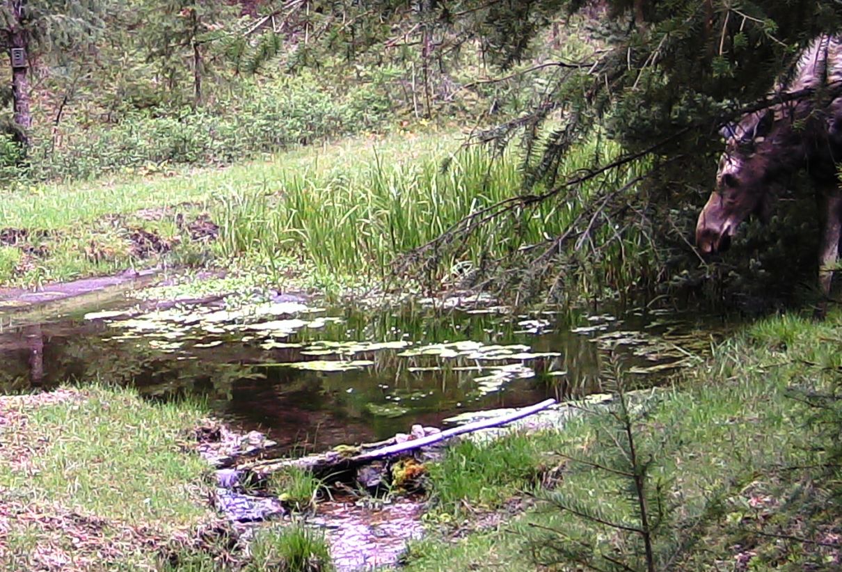 2016-05-05 - Moose near SR2 Pond #1