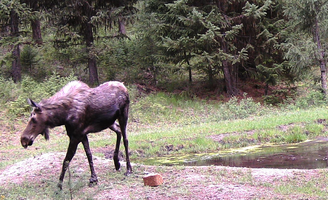 2016-05-05 - Moose near SR2 Pond #2