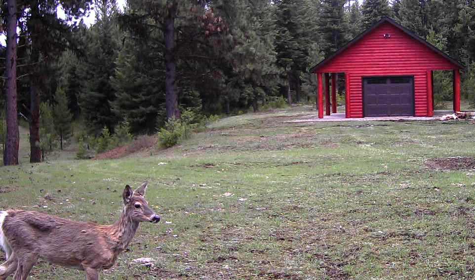 2016-04-25 - Deer Views Newly Stained SR2.0 Garden Shed