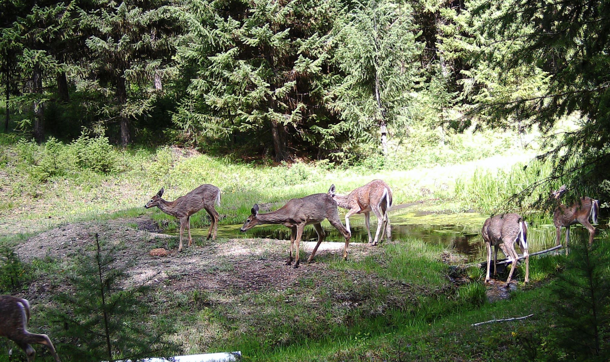 2016-05-13 - 6 Deer at the SR2 Pond