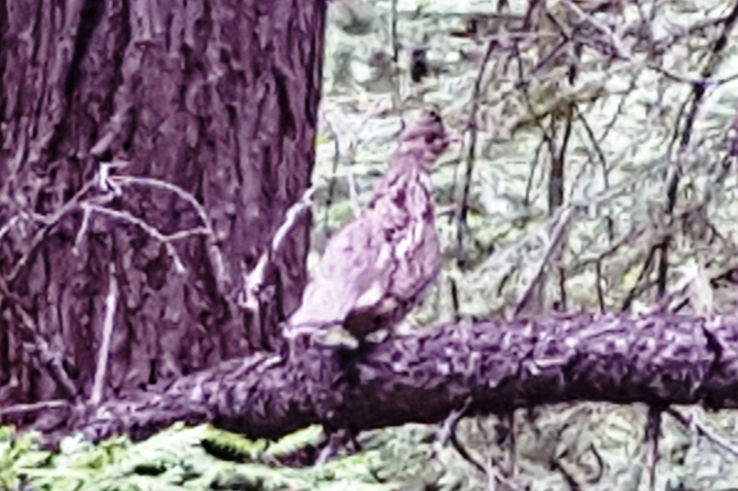 2016-04-25 - Mountain Grouse at SR2