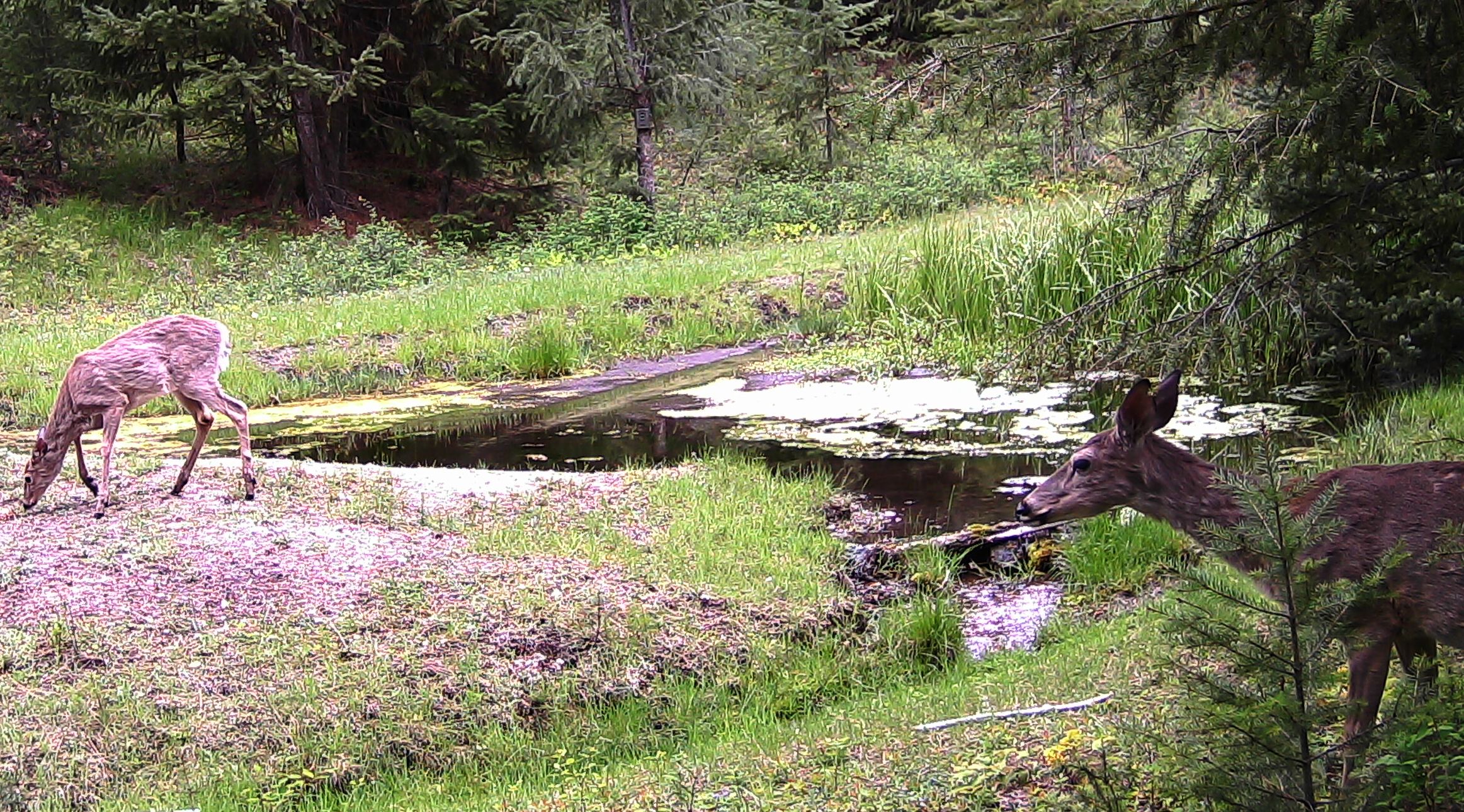 2016-05-15 Deer at SR2 Pond