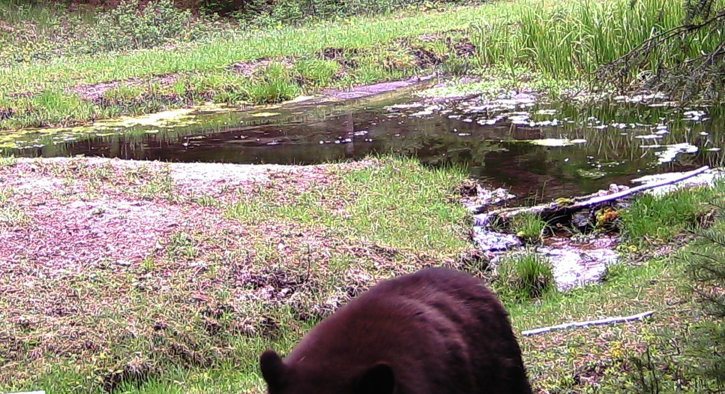 2016-05-05 - Black Bear at SR2 Pond
