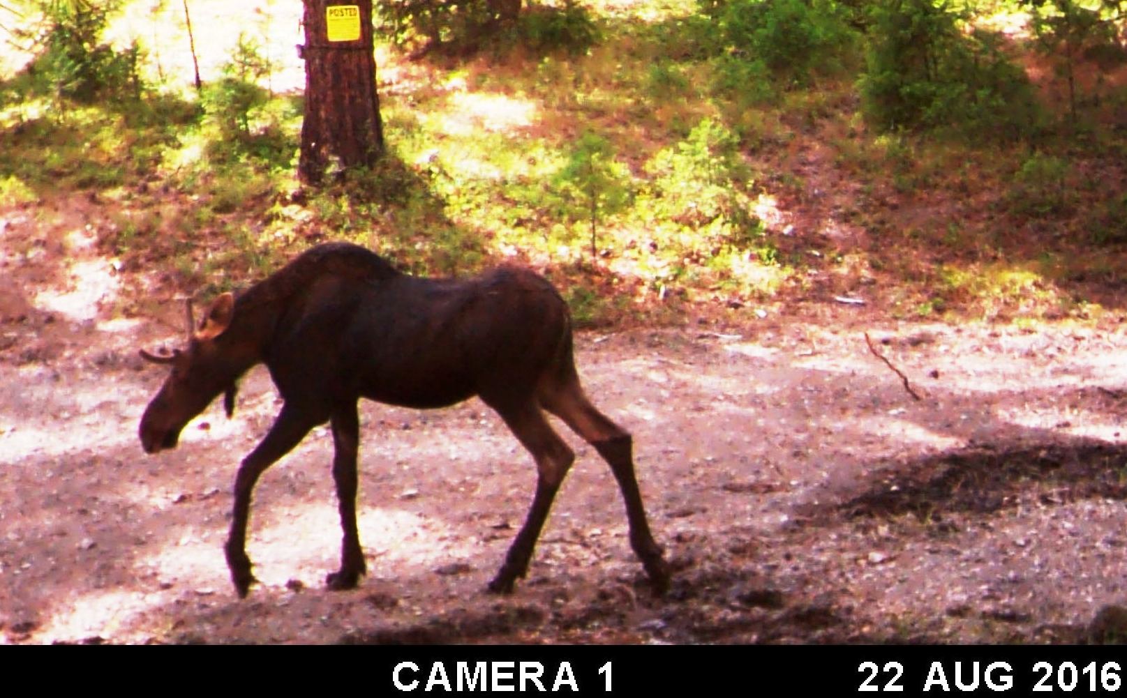 2016-08-22 - SR2 Moose