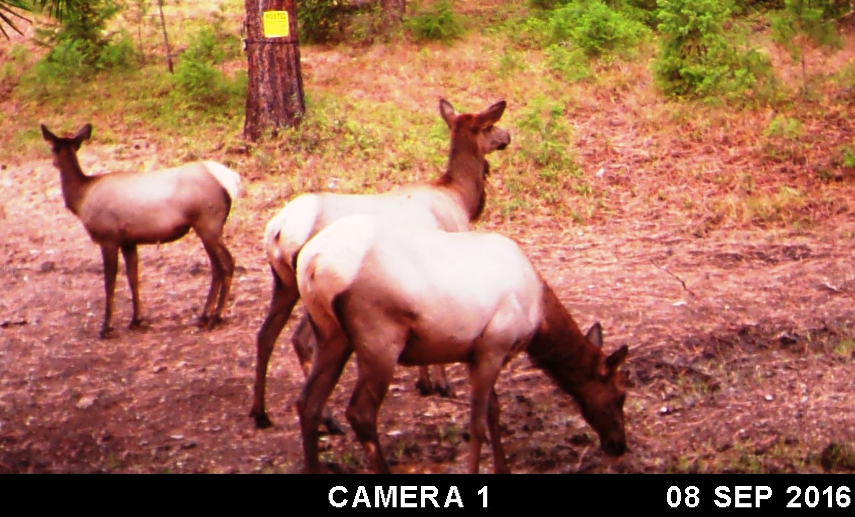 2016-08-22 - SR2 Elk