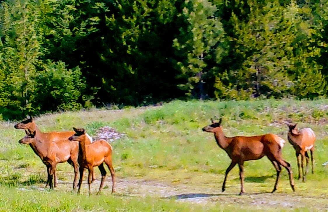 2018-07-01 Elk at the Lower Y of SR2.jpg