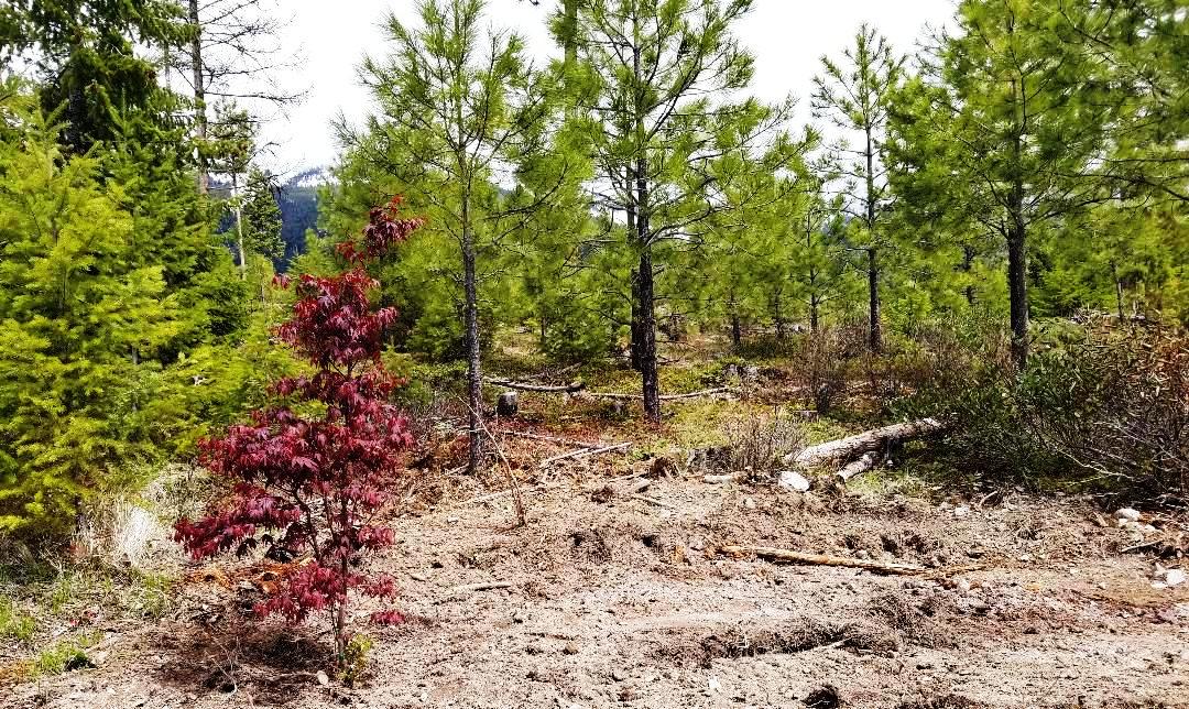 2018-05-01 Memorial Japanese Maple Tree Planted at SR2.jpg