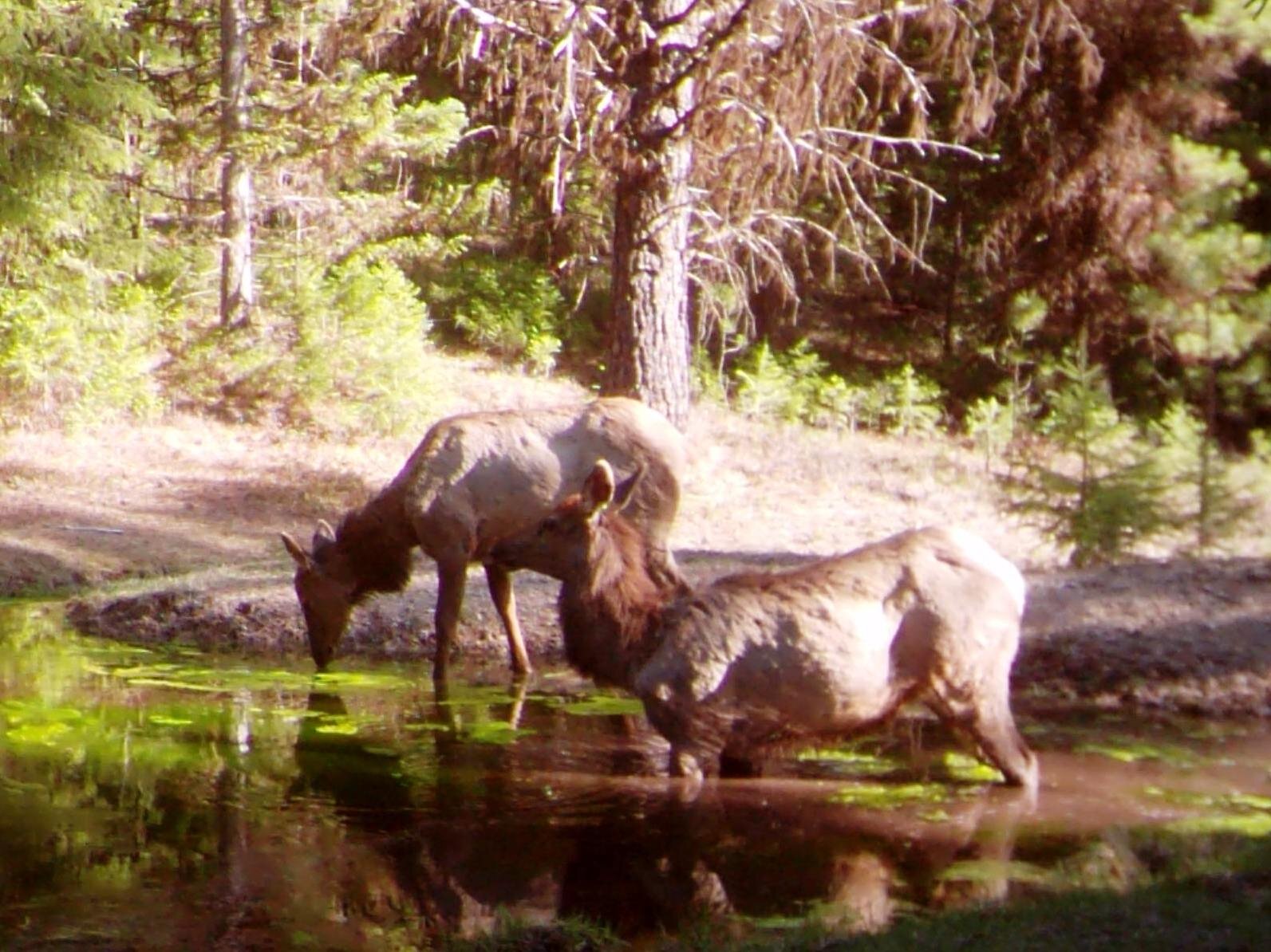 2016-04-08 - Elk at the SR2 Pond.JPG