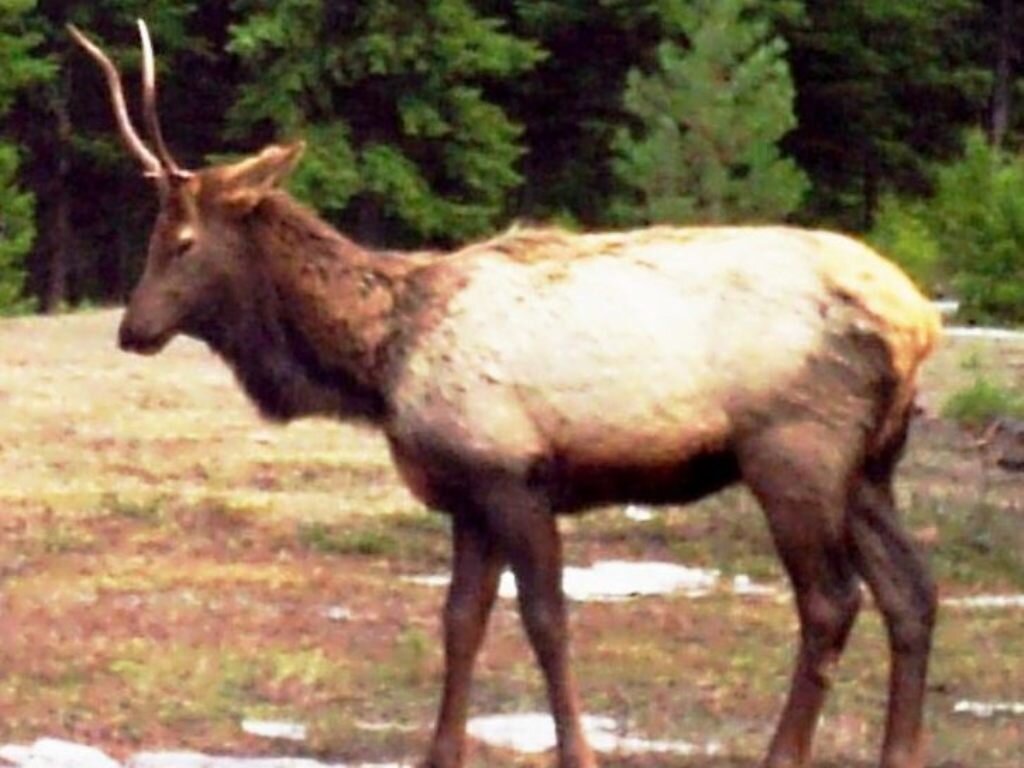 2015-03-16 - Bull Elk.JPG