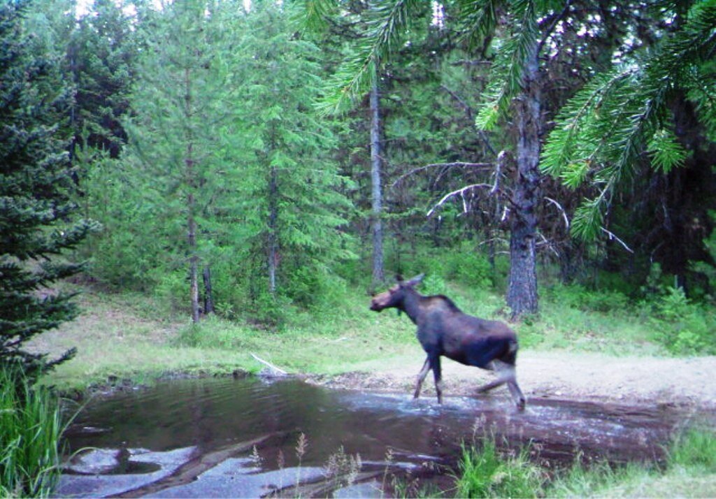 2015-05-01 - Moose in SR2 Pond.JPG