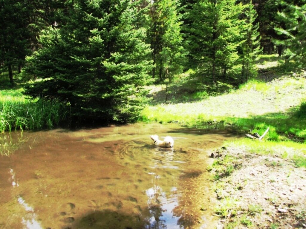 2015-05-30 - Montana in the pond at SR2 #1.JPG