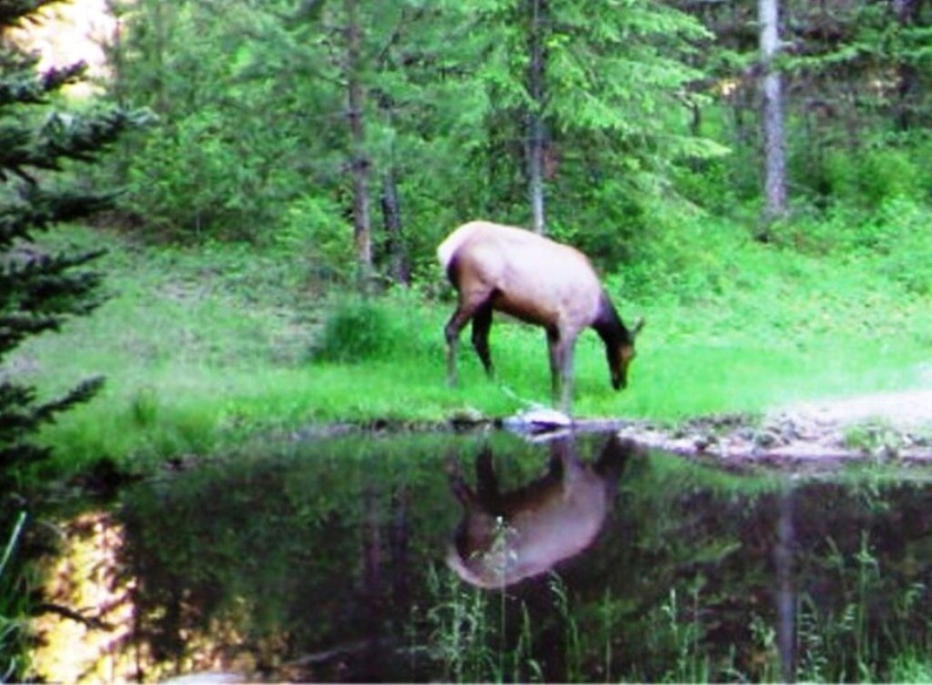 2015-06-01 - Big Elk near SR2 Pond.JPG