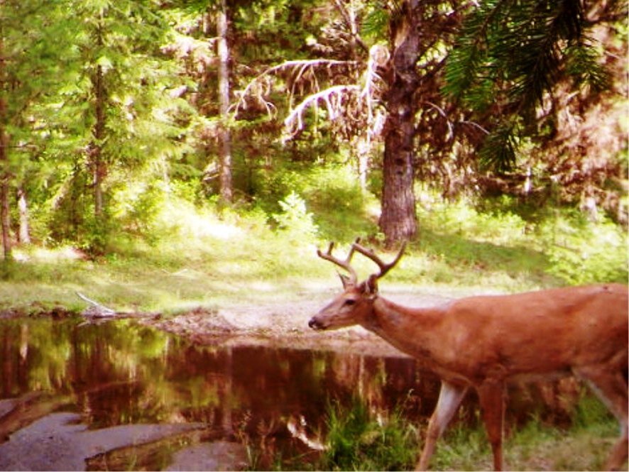 2015-06-01 - Pond SR2 Deer Buck.JPG