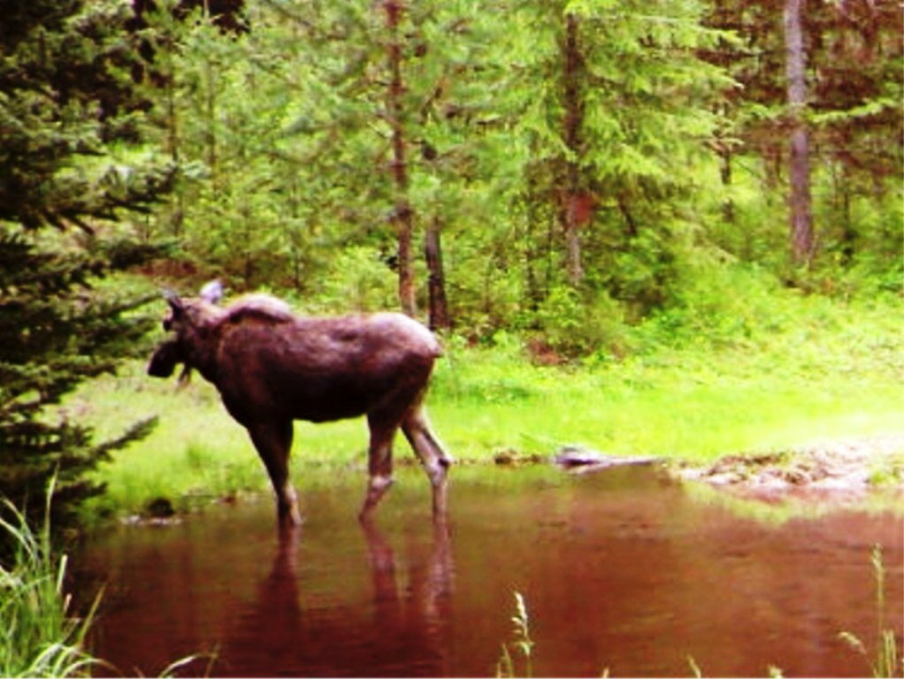 2015-06-01 - Pond SR2 Moose 2015 #1.JPG