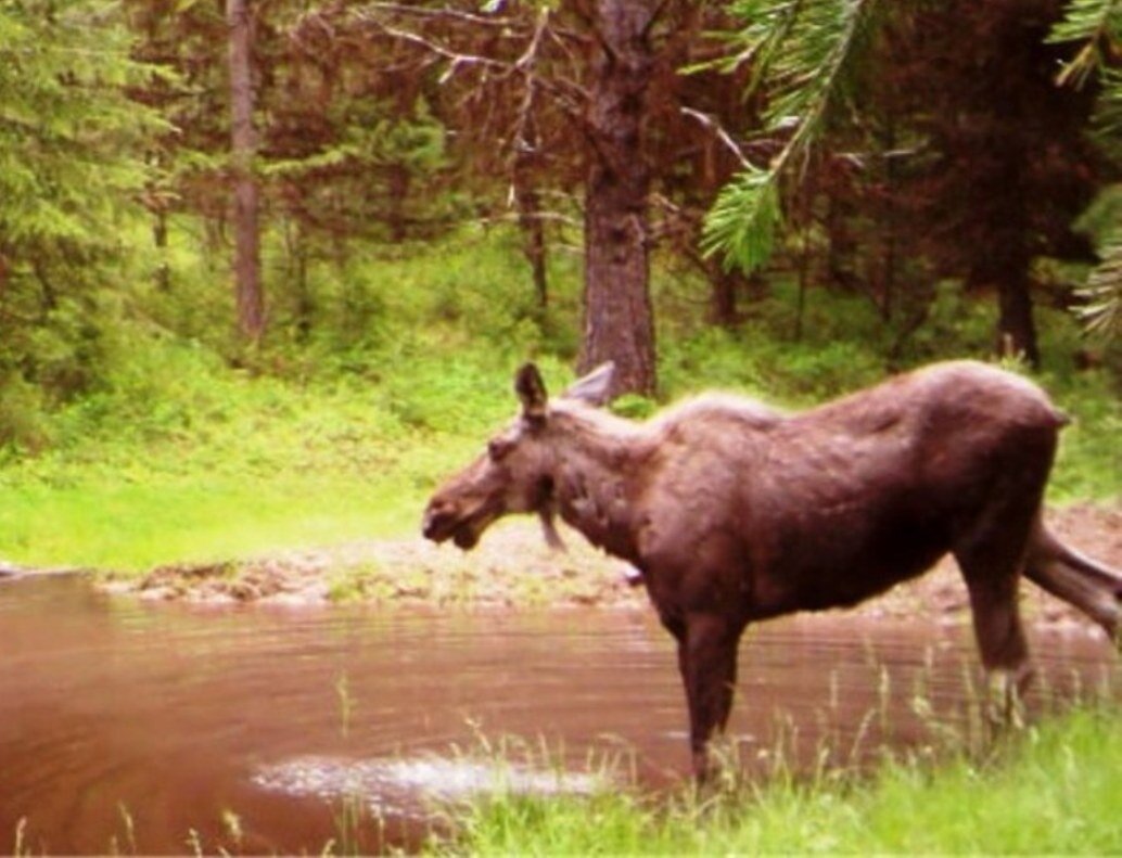 2015-06-01 - Pond SR2 Moose 2015 #2.JPG