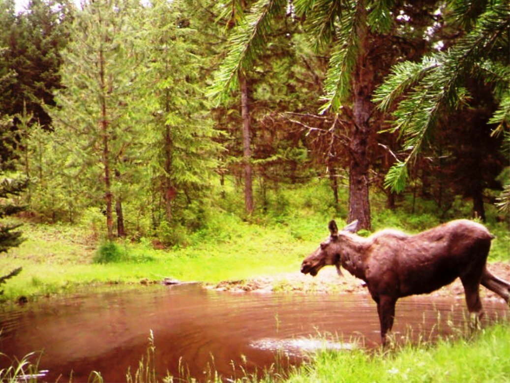 2015-06-01 - SR2 Pond - Moose at SR2.JPG