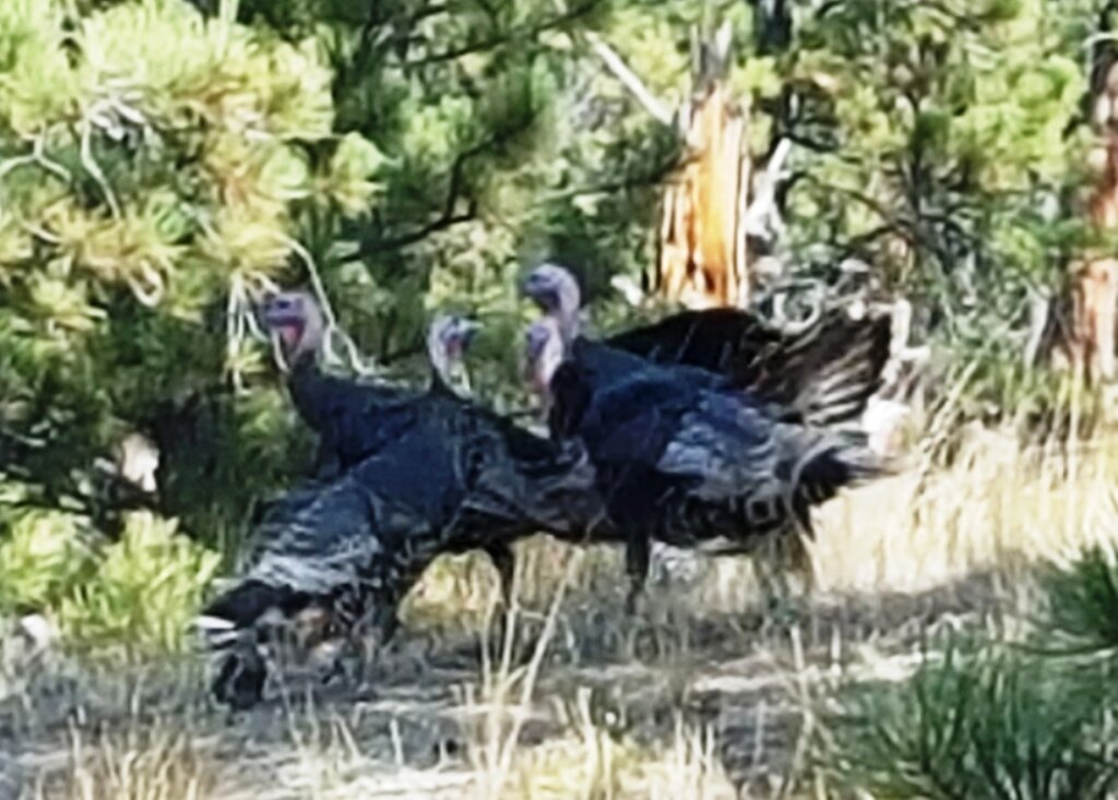 2015-09-28 - SR2 Turkeys Close-up.jpg