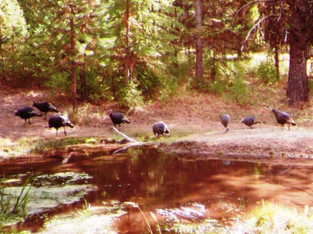 2015-10-06 - Turkeys at SR2 Pond.JPG