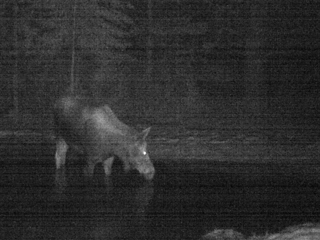 2016-02-22 - Moose in the SR2 Pond.JPG