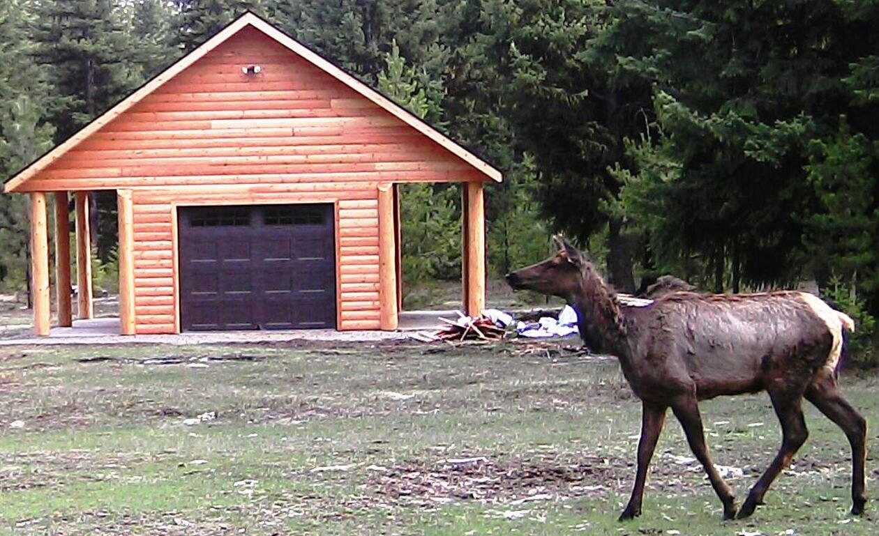 2016-04-12 - Elk at SR2.0 Shed.JPG