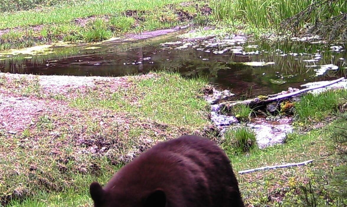 2016-05-05 - Black Bear at SR2 Pond.JPG