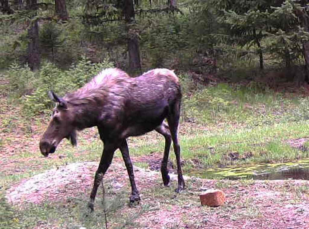 2016-05-05 - Moose at SR2 Pond.JPG