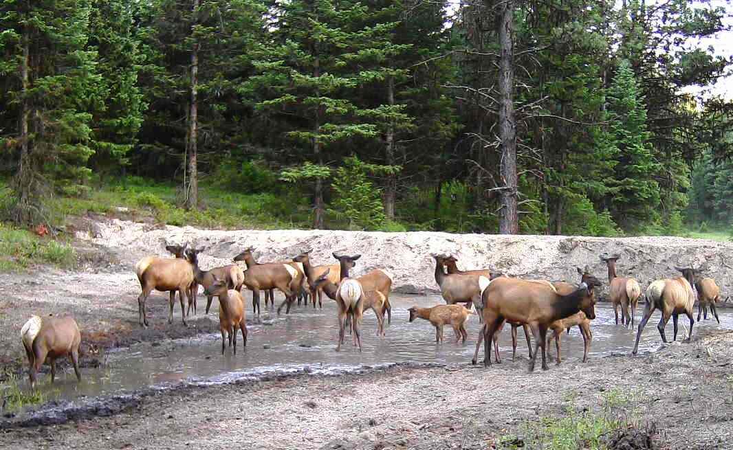 2016-06-27 - Lots of Elk at the SR2.0 Pond.JPG