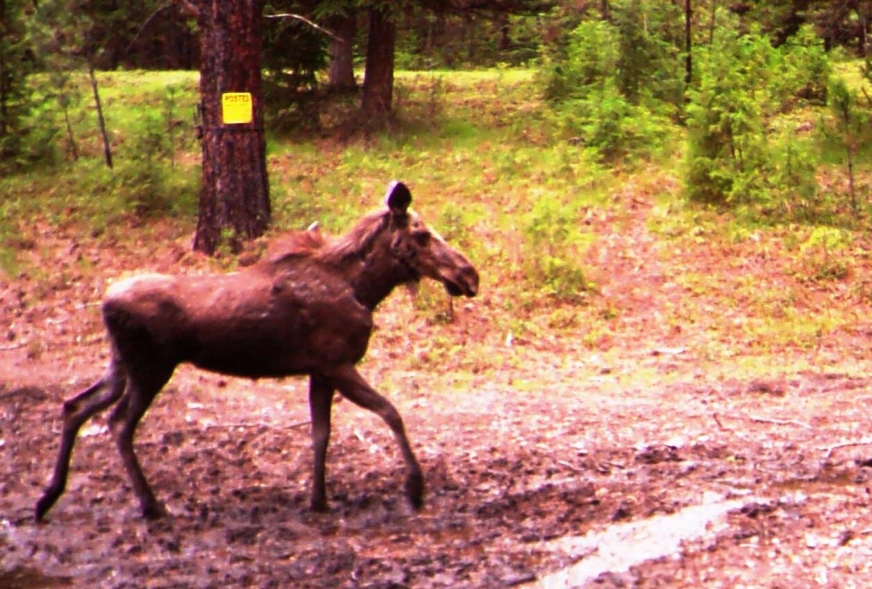 2017-05-13 - Moose leaving SR2 Pond.jpg