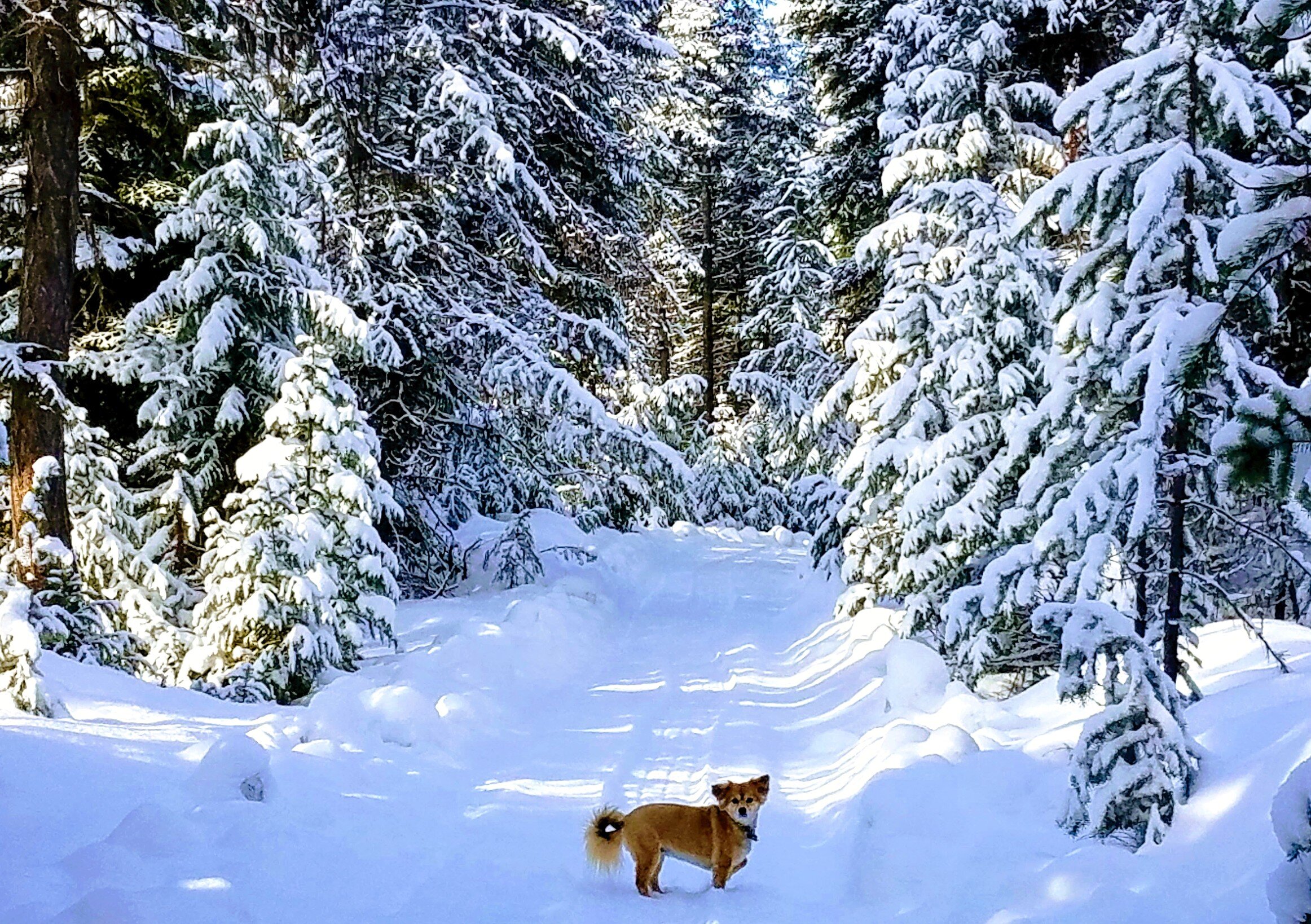 2018-02-10 Montana Running in the snow at SR2.jpg