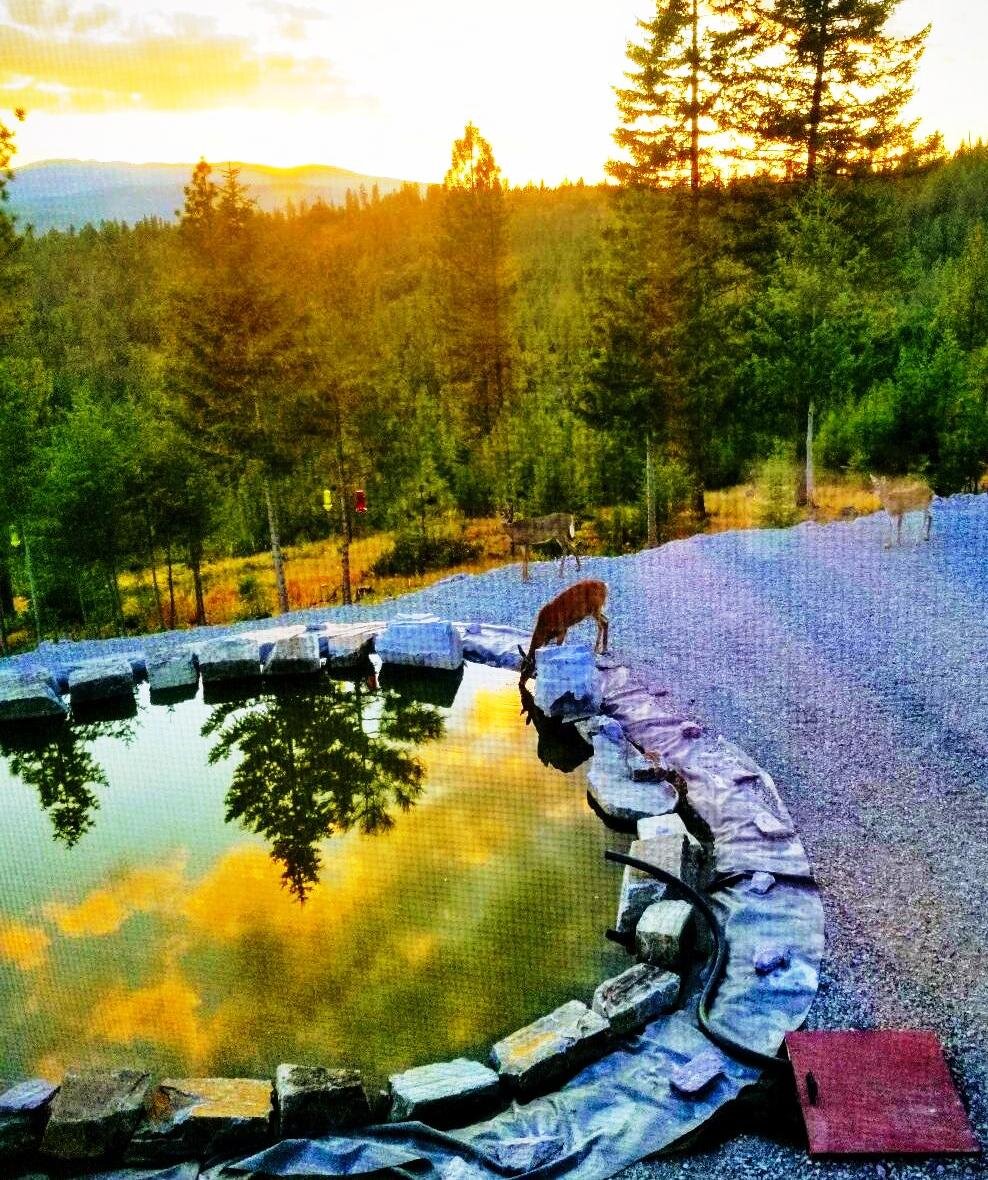 2018-09-05 Deer drinking at SR2 House Pond.jpg