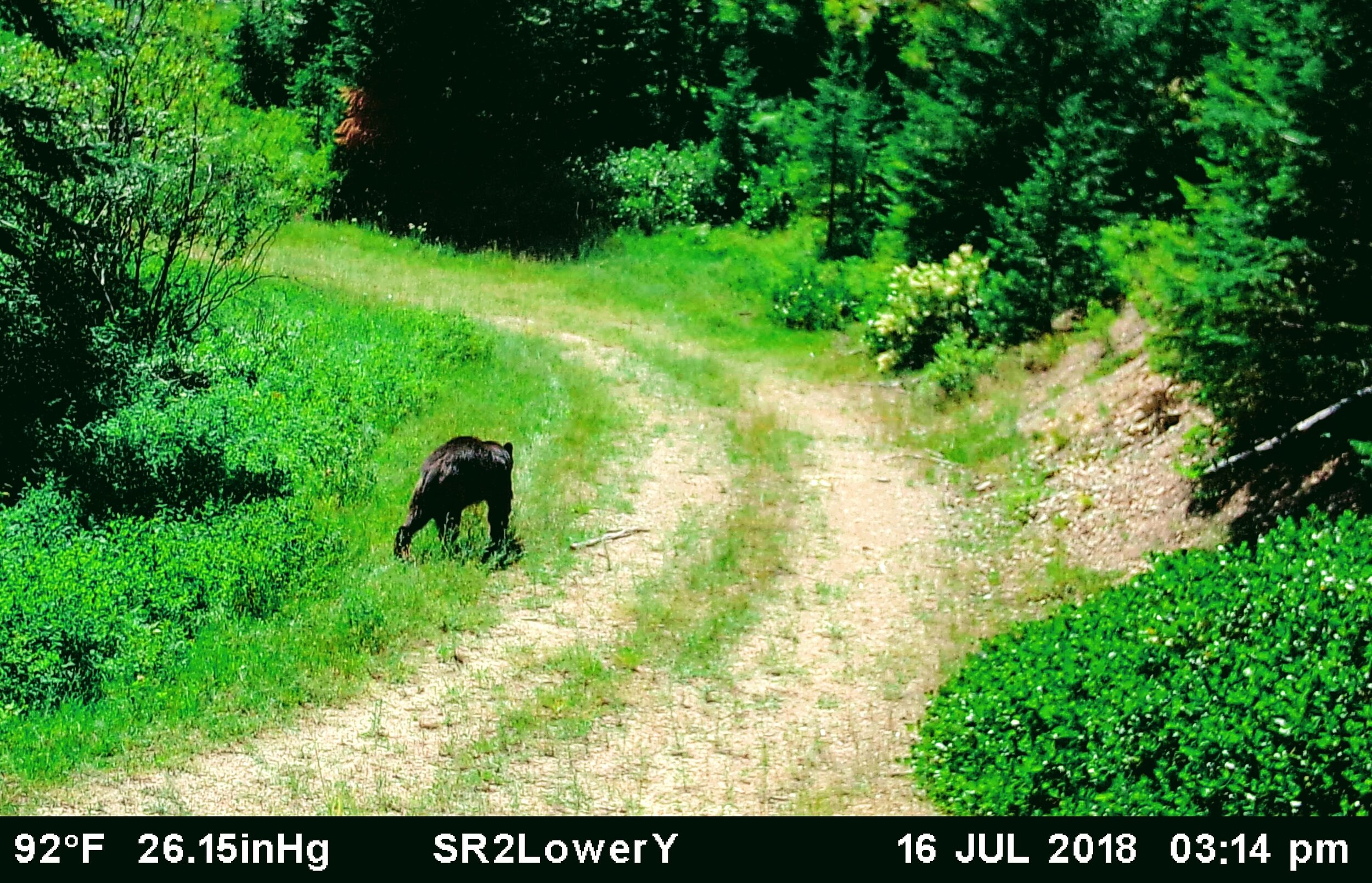 2018-07-16 Black Bear on Lower Y Road of SR2.JPG
