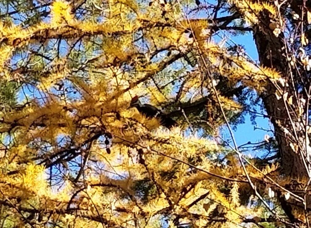 2018-10-27 Pleated Woodpecker on SR2.jpg