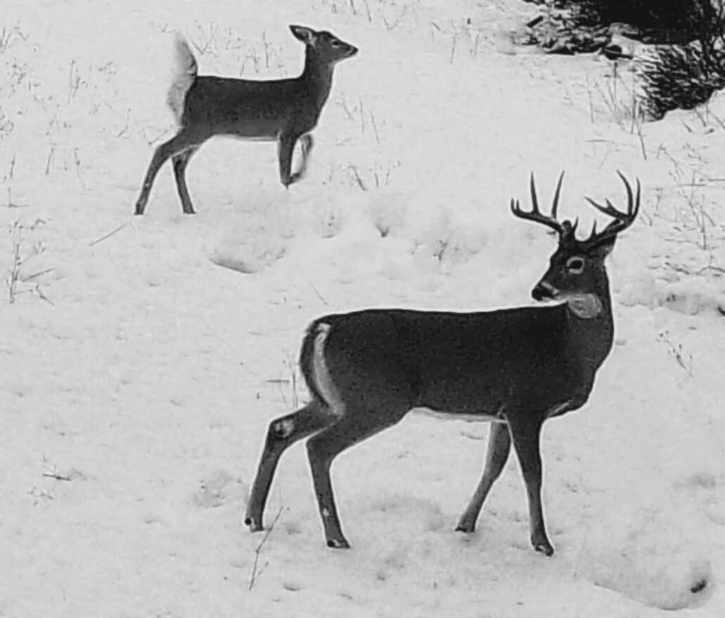 2019-01-06 Buck on SR2 Lower Y #2.JPG