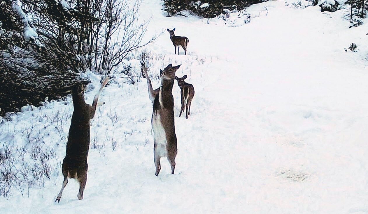 2019-02-12 Deer Dancing at SR2.jpg