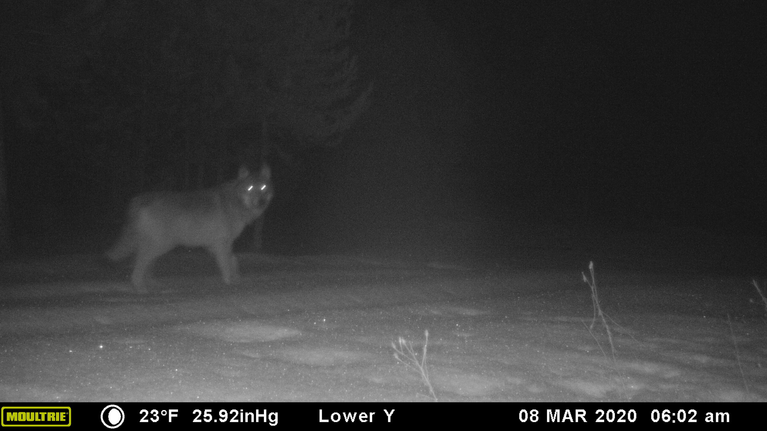 2020-03-08 Wolf on the Seiver Ranch.JPG