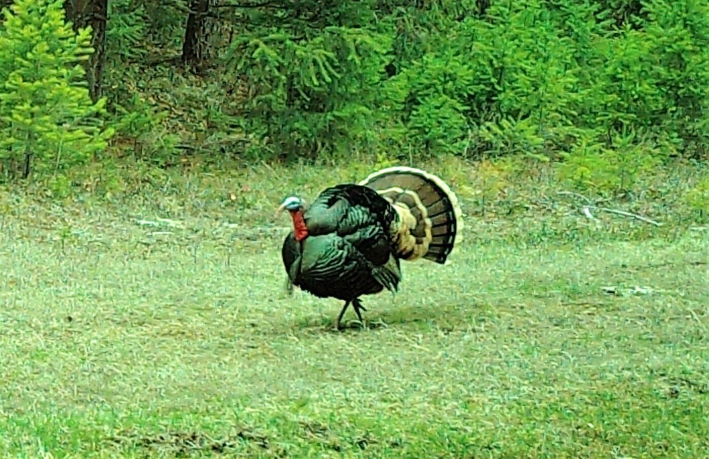 2020-04-27 Turkeys on the Seiver Ranch #2.JPG