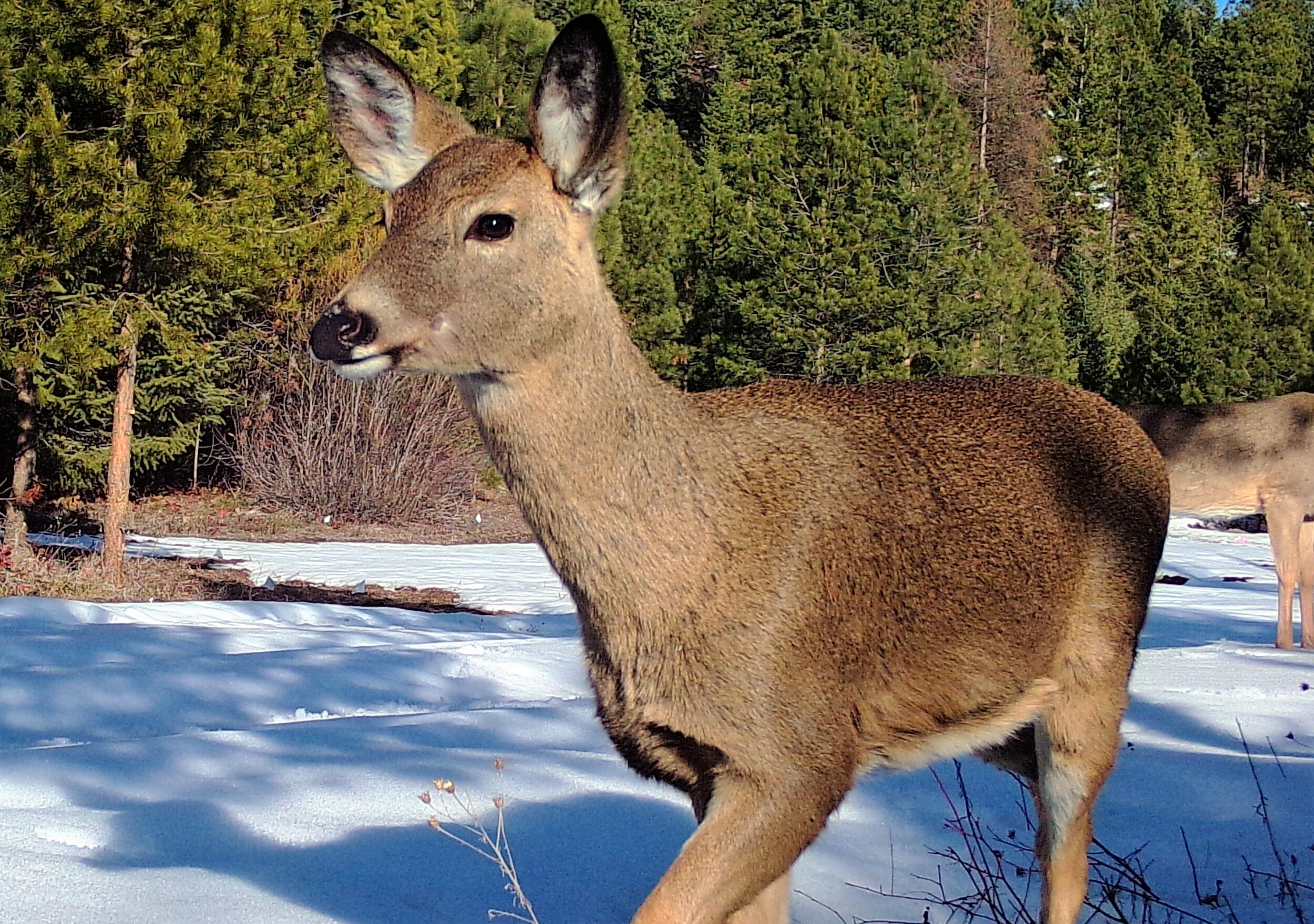 2020-03-19 Deer on the Seiver Ranch.JPG