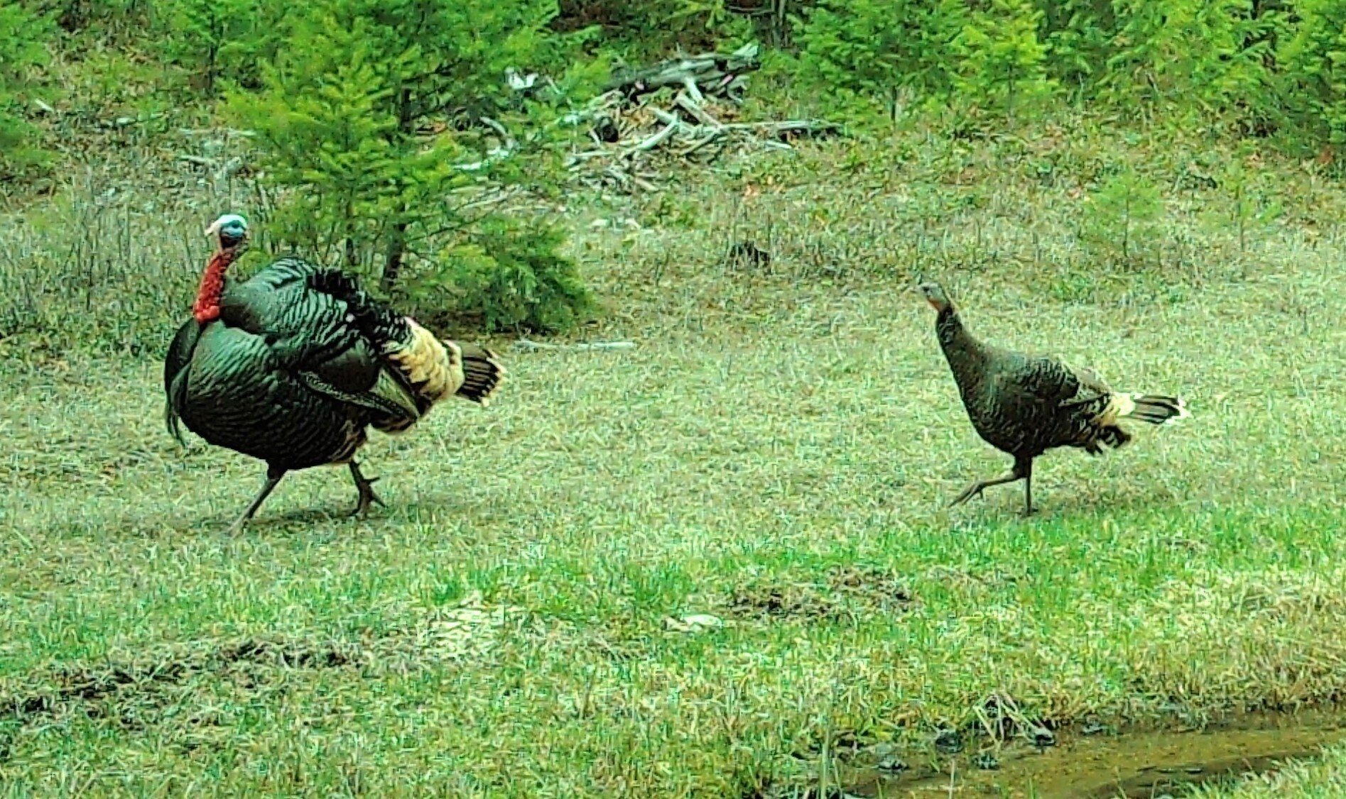 2020-04-27 Turkeys on the Seiver Ranch #5.JPG