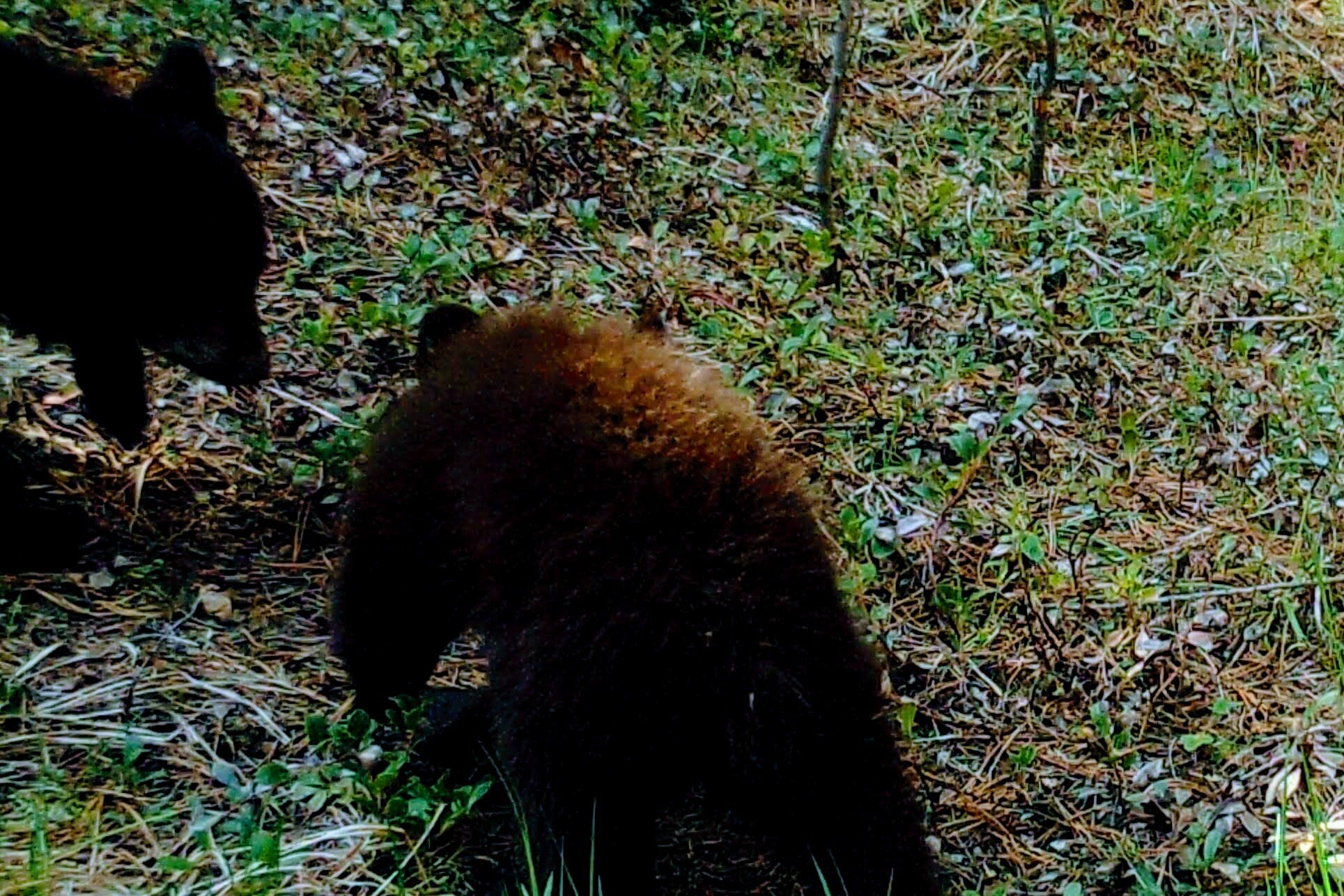 2020-05-10 New Black Bear Cubs on the Seiver Ranch #1.JPG