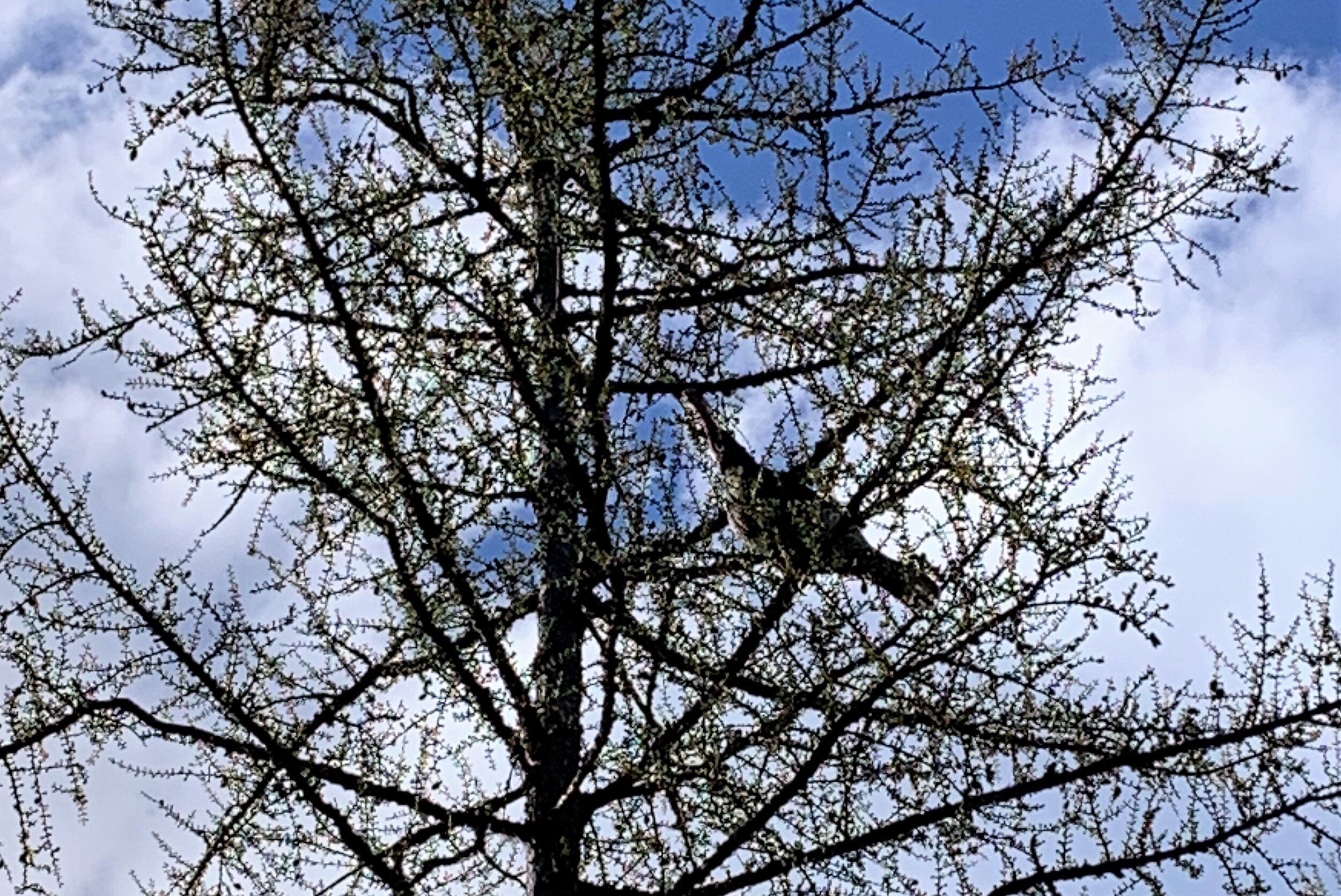 2020-05-01 Montana Seiver chased a Turkey up a Tree #2.jpg