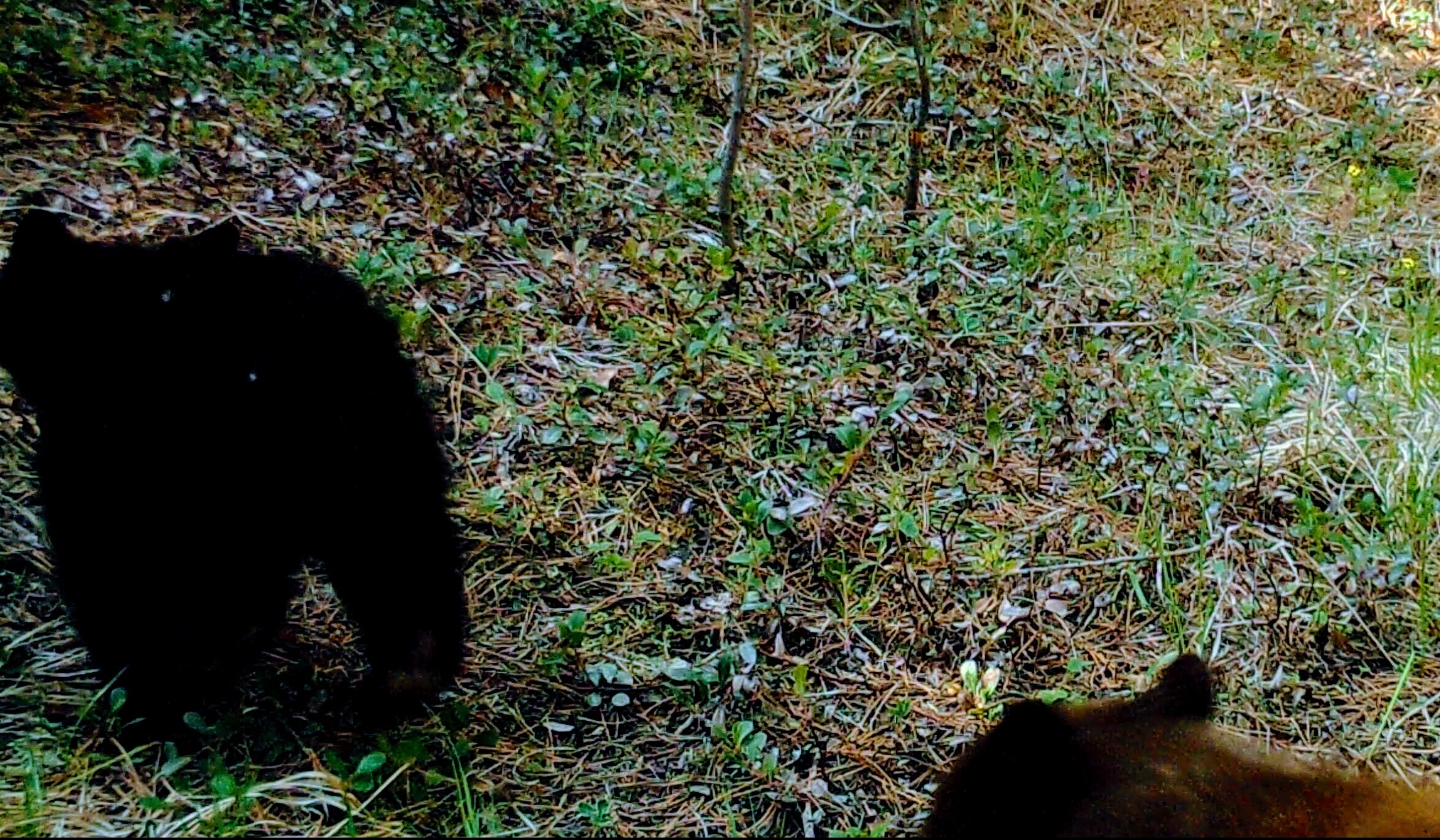 2020-05-10 New Black Bear Cubs on the Seiver Ranch #2.JPG