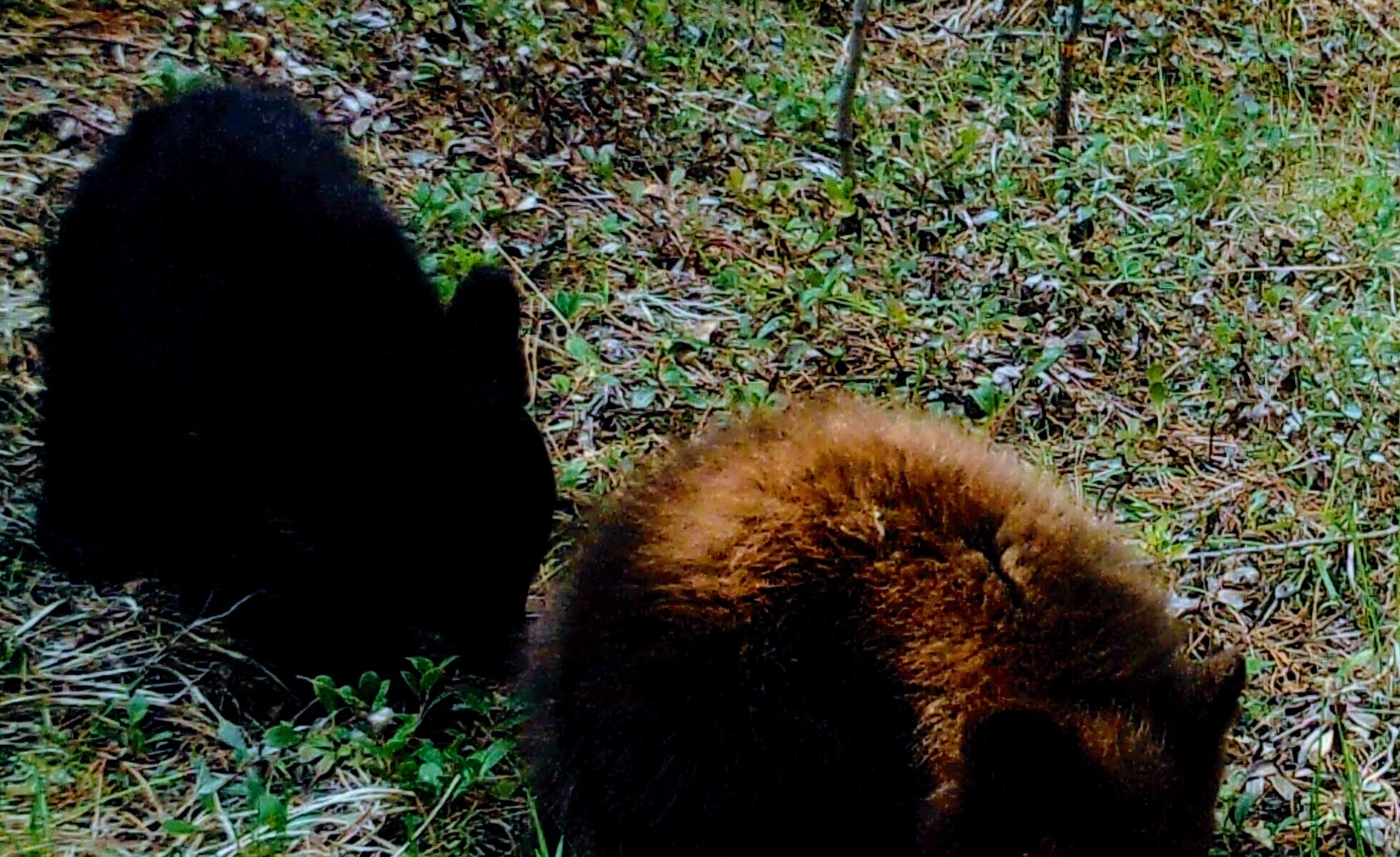 2020-05-10 New Black Bear Cubs on the Seiver Ranch #3.JPG